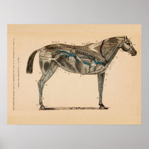 Horse Veins Heart Anatomy French Vintage Print Poster