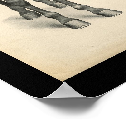 Horse Veterinary Skeletal Muscle Anatomy Print Poster (Ecke)