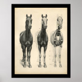 Horse Veterinary Skeletal Muscle Anatomy Print Poster (Vorne)