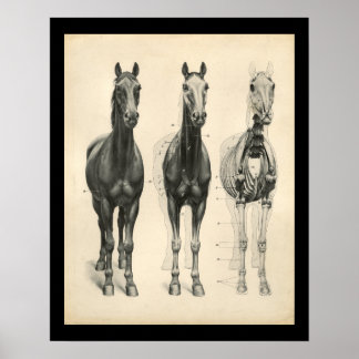 Horse Veterinary Skeletal Muscle Anatomy Print Poster