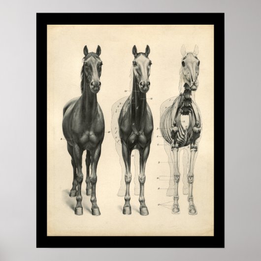 Horse Veterinary Skeletal Muscle Anatomy Print Poster (Vorne)