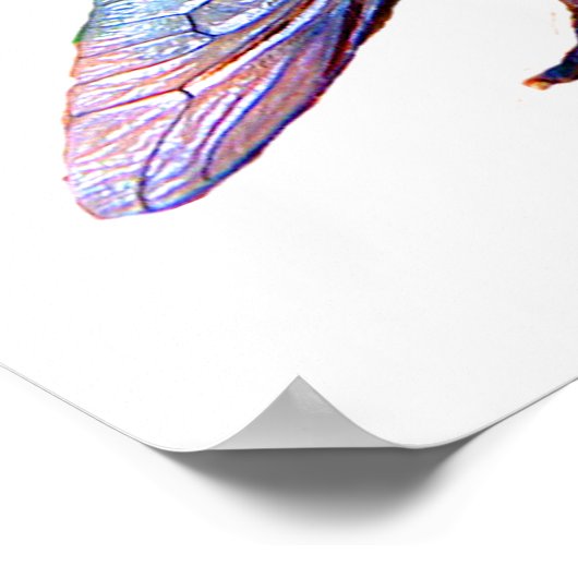 Horsefly Poster (Ecke)