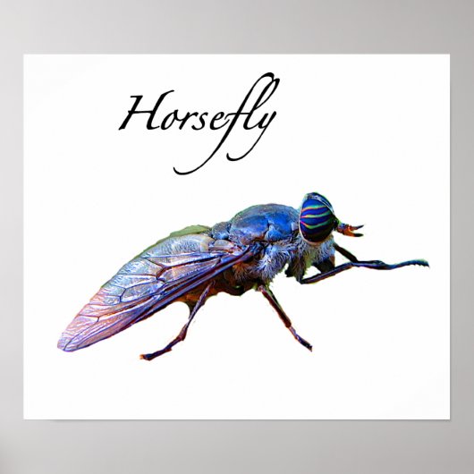 Horsefly Poster (Vorne)
