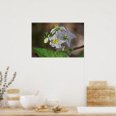 Horsenettle Blossom und Bud Wildblume Poster (Küche)