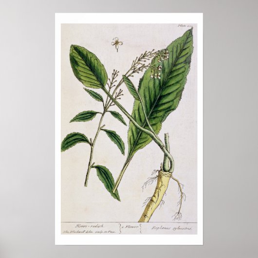 Horseradish, Teller 415 von "A Curious Herbal", pu Poster (Vorne)