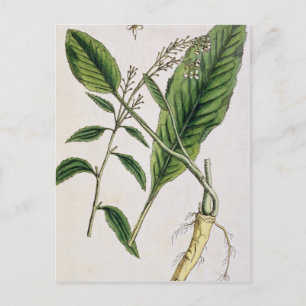 Horseradish, Teller 415 von "A Curious Herbal", pu Postkarte