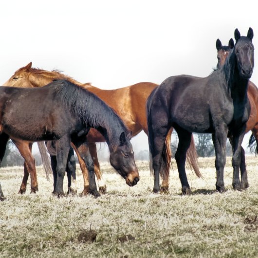 HORSES GROßE GESCHENKTÜTE