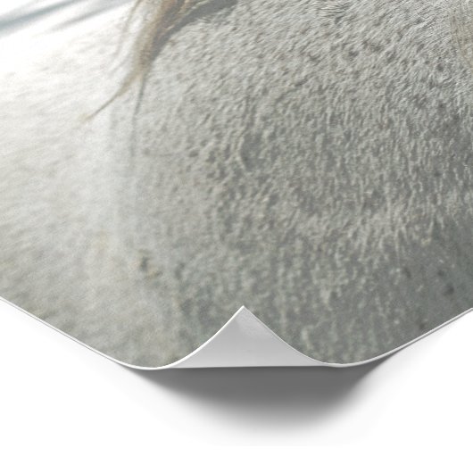 HORSES Mane Flea-Bitten Gray Mare Archival Poster (Ecke)