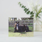 Horses' Nap Time Postkarte (Stehend Vorderseite)