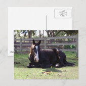 Horses' Nap Time Postkarte (Vorne/Hinten)