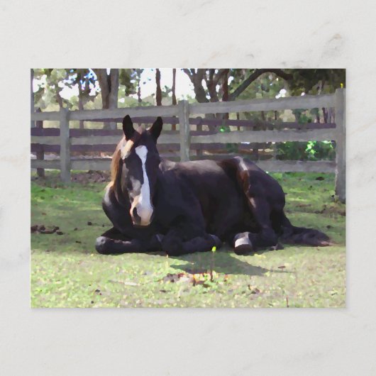 Horses' Nap Time Postkarte (Vorderseite)