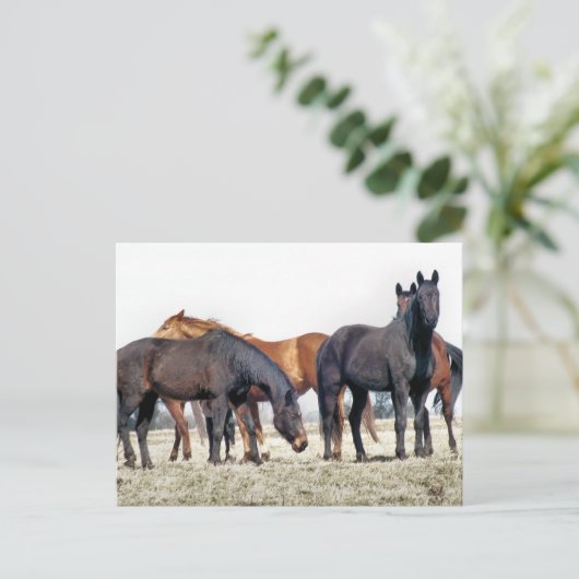 HORSES POSTKARTE (Stehend Vorderseite)