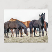 HORSES POSTKARTE (Vorderseite)