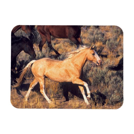 Horses Running a Ponderosa Ranch Magnet (Horizontal)