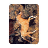Horses Running a Ponderosa Ranch Magnet (Vertikal)