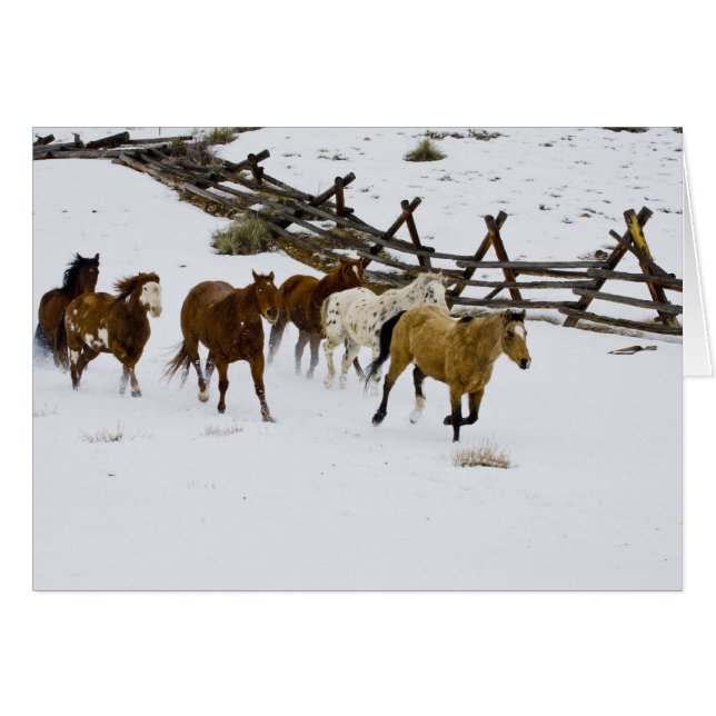 Horses Running in Snow (Vorderseite (Horizontal))
