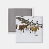 Horses Running in Snow Magnet (Vorderseite/Rückseite)