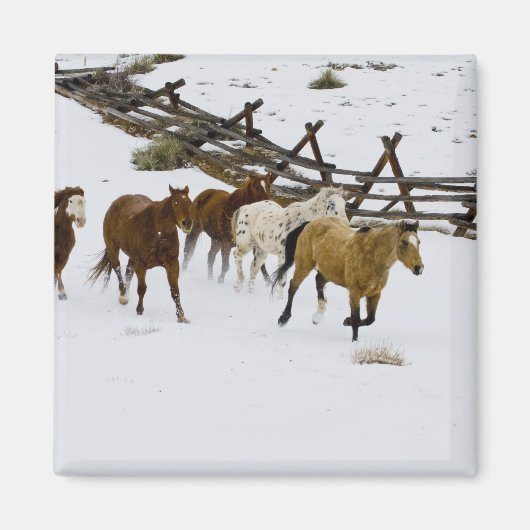 Horses Running in Snow Magnet (Vorne)