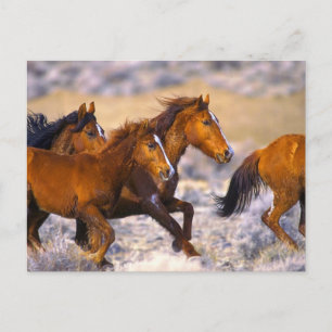 Horses running postkarte