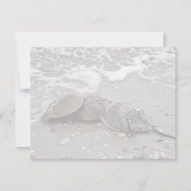 Horseshoe Crab (Vorderseite)