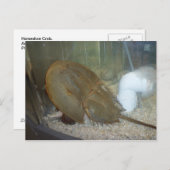 Horseshoe Crab, #1 Postkarte (Vorne/Hinten)
