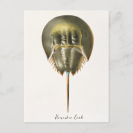 Horseshoe Crab, Arthropod, James Ellsworth De Kay, Postkarte