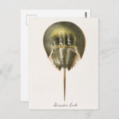 Horseshoe Crab, Arthropod, James Ellsworth De Kay, Postkarte (Vorne/Hinten)