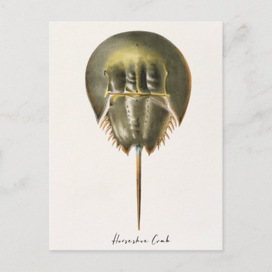 Horseshoe Crab, Arthropod, James Ellsworth De Kay, Postkarte (Vorderseite)