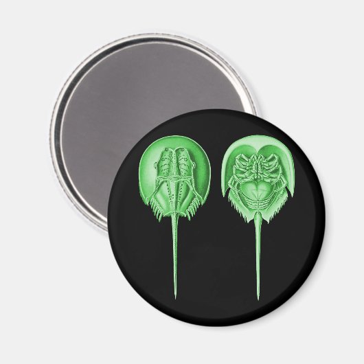 Horseshoe Crab Magnet (Vorderseite/Rückseite)
