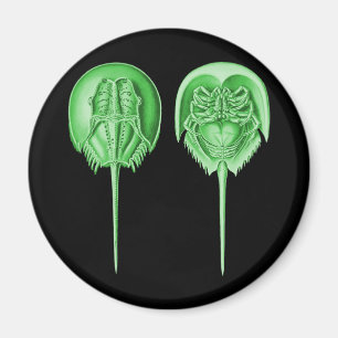Horseshoe Crab Magnet