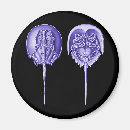 Horseshoe Crab Magnet (Vorne)