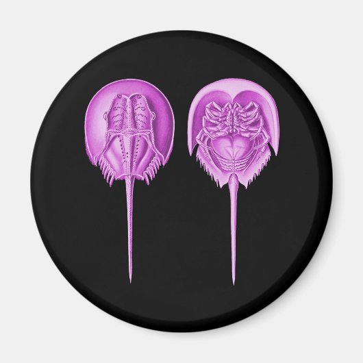 Horseshoe Crab Magnet (Vorne)