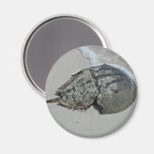 Horseshoe Crab - männlich Magnet (Vorderseite/Rückseite)