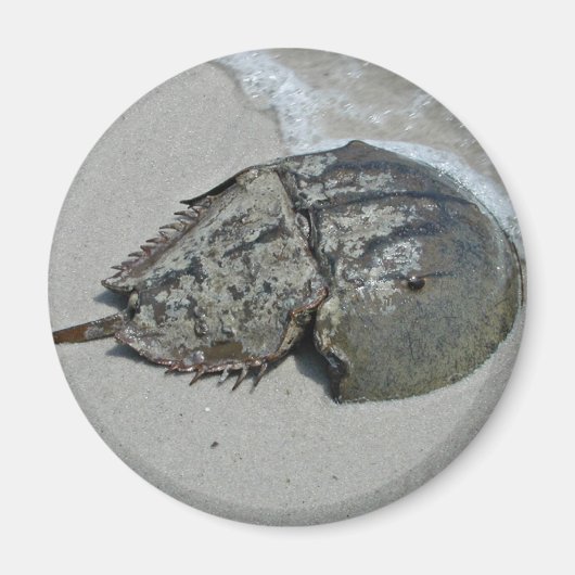 Horseshoe Crab - männlich Magnet (Vorne)