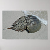 Horseshoe Crab - männlich Poster (Vorne)