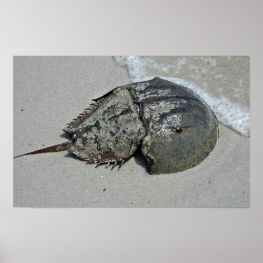 Horseshoe Crab - männlich Poster (Vorne)