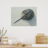 Horseshoe Crab Poster (Küche)