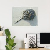 Horseshoe Crab Poster (Heimbüro)