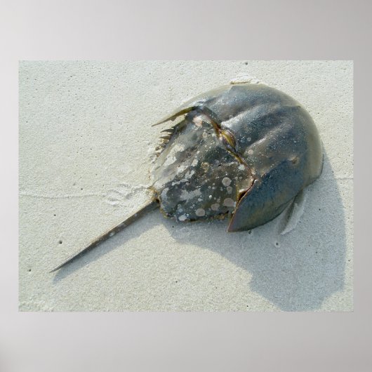 Horseshoe Crab Poster (Vorne)