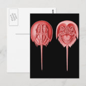 Horseshoe Crab Postkarte (Vorne/Hinten)
