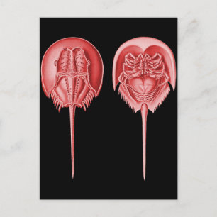 Horseshoe Crab Postkarte