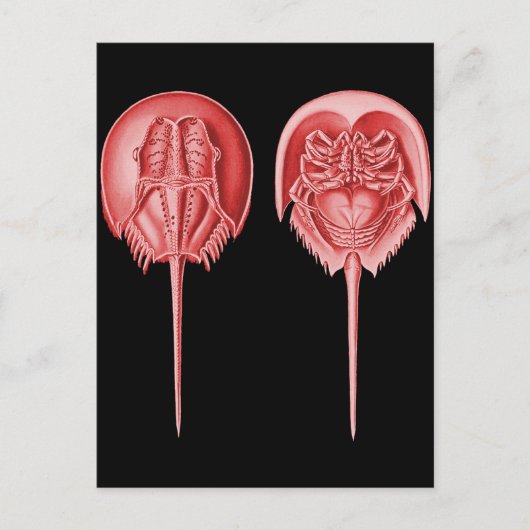 Horseshoe Crab Postkarte (Vorderseite)