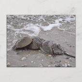 Horseshoe Crab Postkarte (Vorderseite)