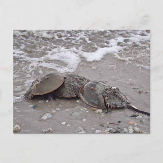 Horseshoe Crab Postkarte (Vorderseite)
