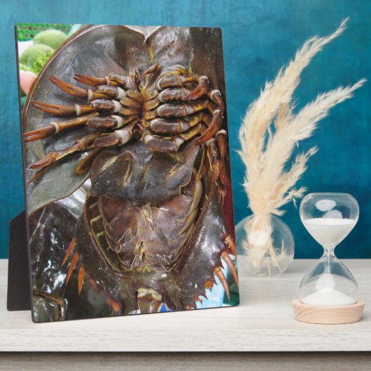 Horseshoe Crab ... Thai Asian Street Food Fotoplatte (Seite)