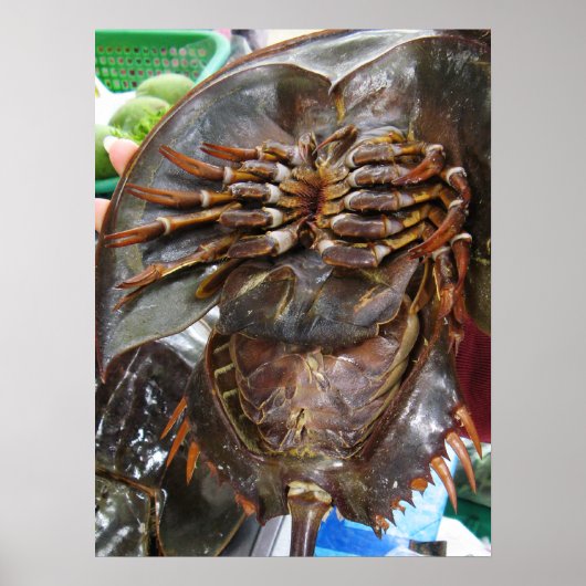 Horseshoe Crab ... Thai Asian Street Food Poster (Vorne)