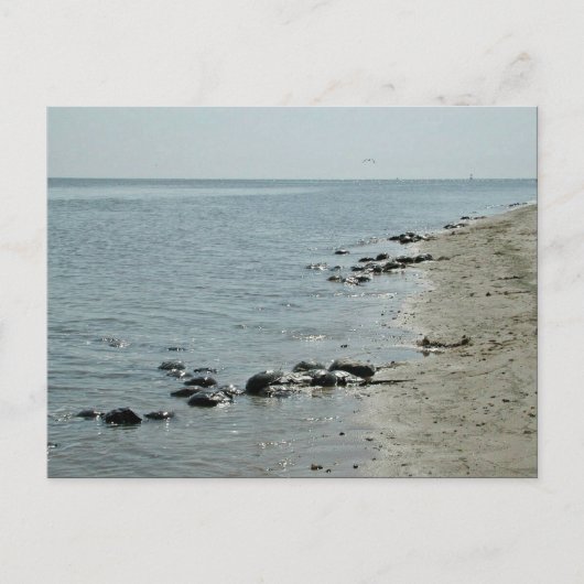 Horseshoe Crabs am Strand Postkarte (Vorderseite)