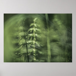 Horsetail Foto green floral design  Poster