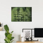 Horsetail Foto grün Blumendesign Poster (Heimbüro)