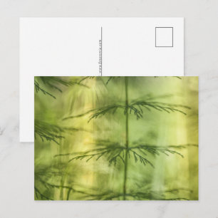 Horsetail Nature Foto Feiertagspostkarte